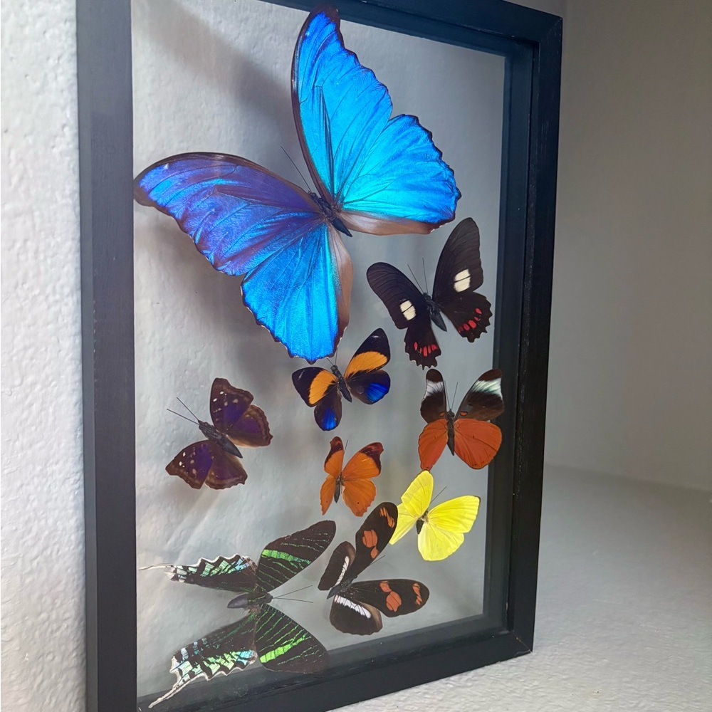 Real Framed Butterfly collection 🦋